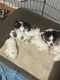 Poodle Puppies for sale in St. Louis, MO, USA. price: $650