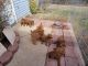 Poodle Puppies for sale in Sullivan, MO 63080, USA. price: NA