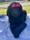 Poodle Puppies for sale in Chattanooga, TN, USA. price: NA