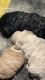 Poodle Puppies for sale in Johnstown, PA, USA. price: NA