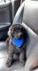 Poodle Puppies for sale in Athens, AL, USA. price: NA