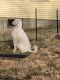Poodle Puppies for sale in Middletown, CT, USA. price: $800