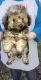 Poodle Puppies for sale in Beaumont, TX, USA. price: NA
