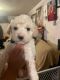 Poodle Puppies for sale in Rose Park, Salt Lake City, UT 84116, USA. price: NA