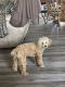 Poodle Puppies for sale in Carbondale, IL, USA. price: $900
