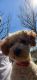Poodle Puppies for sale in Florence, KY, USA. price: $1,000