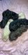Poodle Puppies for sale in Conway, NC 27820, USA. price: $120,000