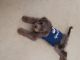 Poodle Puppies for sale in Des Moines, IA, USA. price: $1,800