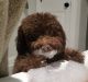 Poodle Puppies for sale in Beacon Falls, CT, USA. price: $4,500
