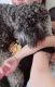 Poodle Puppies for sale in Las Vegas, NV 89119, USA. price: NA