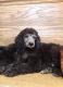 Poodle Puppies for sale in Ocala, FL, USA. price: $1,500
