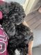 Poodle Puppies for sale in Murfreesboro, TN, USA. price: NA