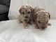 Poodle Puppies for sale in Hartford, CT, USA. price: $3,000