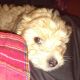 Poodle Puppies for sale in Hillsdale County, MI, USA. price: $600