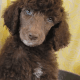 Poodle Puppies for sale in Kansas City, MO, USA. price: $1,800