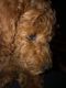 Poodle Puppies for sale in Beverly Hills, CA 90211, USA. price: NA