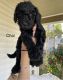 Poodle Puppies for sale in Jacksonville, AL 36265, USA. price: NA