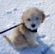 Poodle Puppies for sale in Boston, MA, USA. price: $1,000