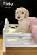 Poodle Puppies for sale in New Waterford, OH 44445, USA. price: NA