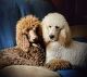 Poodle Puppies for sale in Lutz, FL 33558, USA. price: $1,500