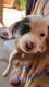 Poodle Puppies for sale in Tucson, AZ, USA. price: $100