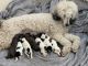 Poodle Puppies for sale in Missoula, MT, USA. price: NA
