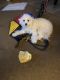 Poodle Puppies for sale in 10th Ave N & N University Dr, Fargo, ND 58102, USA. price: $300
