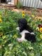 Poodle Puppies for sale in Austin, TX, USA. price: $1,000