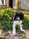 Poodle Puppies for sale in Austin, TX, USA. price: NA