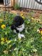 Poodle Puppies for sale in Austin, TX, USA. price: $700