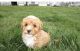Poodle Puppies for sale in Glen Burnie, MD 21061, USA. price: $1,500