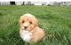 Poodle Puppies for sale in Glen Burnie, MD 21061, USA. price: $1,400