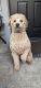 Poodle Puppies for sale in Sacramento, CA, USA. price: $1,500