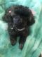 Poodle Puppies for sale in Baton Rouge, LA, USA. price: NA