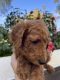 Poodle Puppies for sale in Beverly Hills, CA 90211, USA. price: NA