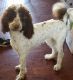 Poodle Puppies for sale in Manassas, VA 20112, USA. price: NA