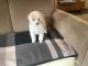 Poodle Puppies for sale in Clearwater, MN, USA. price: $750