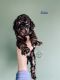 Poodle Puppies for sale in Grant, MI 49327, USA. price: NA