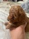 Poodle Puppies for sale in Irvine, CA 92618, USA. price: $2,300