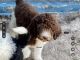 Poodle Puppies for sale in Deltona, FL, USA. price: NA