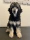Poodle Puppies for sale in Marlow, OK 73055, USA. price: NA