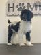 Poodle Puppies for sale in Marlow, OK 73055, USA. price: NA