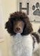 Poodle Puppies for sale in Marlow, OK 73055, USA. price: $1,500