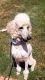 Poodle Puppies for sale in Lonoke, AR 72086, USA. price: NA