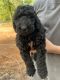 Poodle Puppies for sale in Florala, AL 36442, USA. price: NA