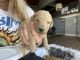 Poodle Puppies for sale in Rochelle, GA 31079, USA. price: NA