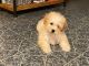 Poodle Puppies for sale in Livingston, NJ 07039, USA. price: NA