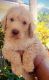Poodle Puppies for sale in Hollywood, FL, USA. price: $1,000