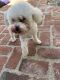 Poodle Puppies for sale in Newport Beach, CA, USA. price: NA
