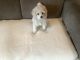 Poodle Puppies for sale in Clearwater, MN, USA. price: NA